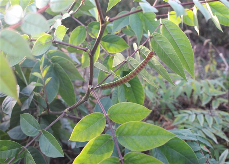 灭蛇草 驱蛇奇草望江南庭院种植花卉植物 20厘米左右高苗 不含盆