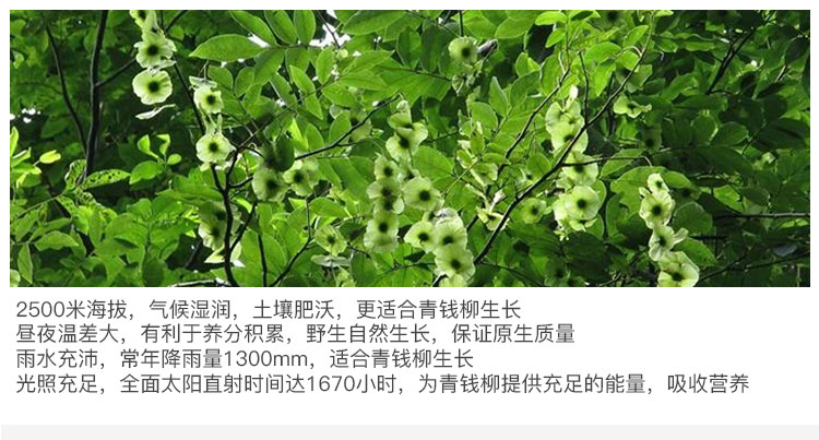 修水青钱柳茶金钱柳茶叶青钱柳叶嫩叶 颗粒茶原产地 原叶500克65元