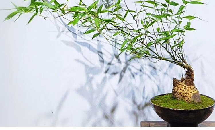 养禅意桌面佛肚竹苔藓球 小叶簕竹老桩带叶总高约80-100cm 带叶子发货