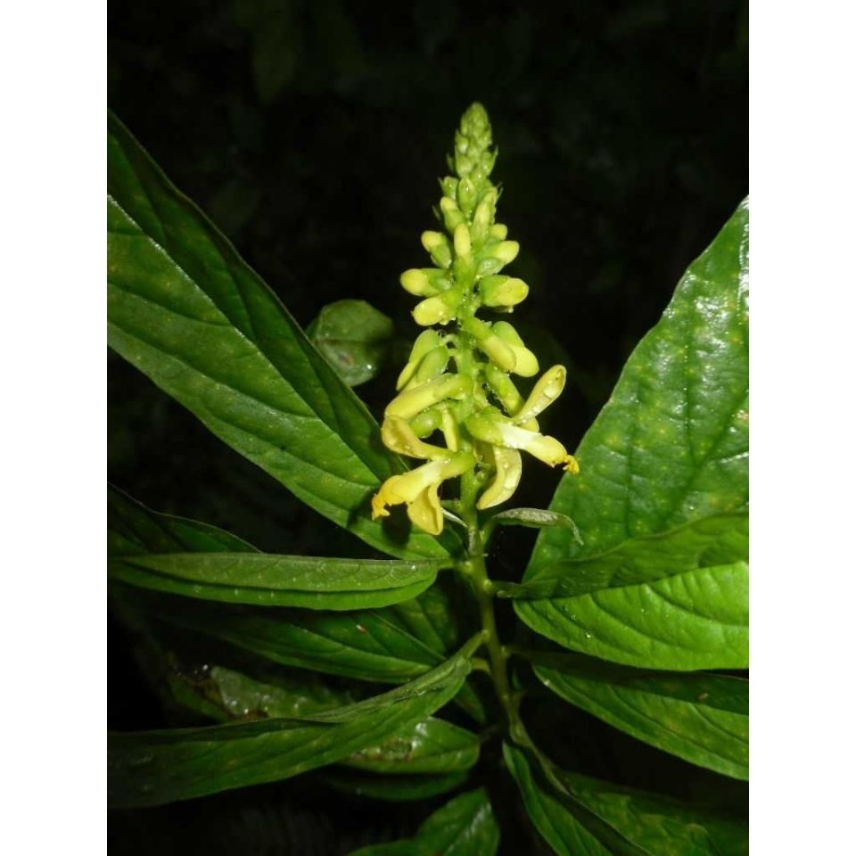 无硫药材黄花倒水莲 黄花远志 观音串 一斤【图片 价格 品牌 报价】