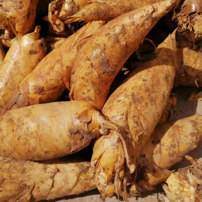 新鲜现挖冬笋高山笋野生现挖笋蔬菜农产品时令250克/3斤/5斤冬笋 2021