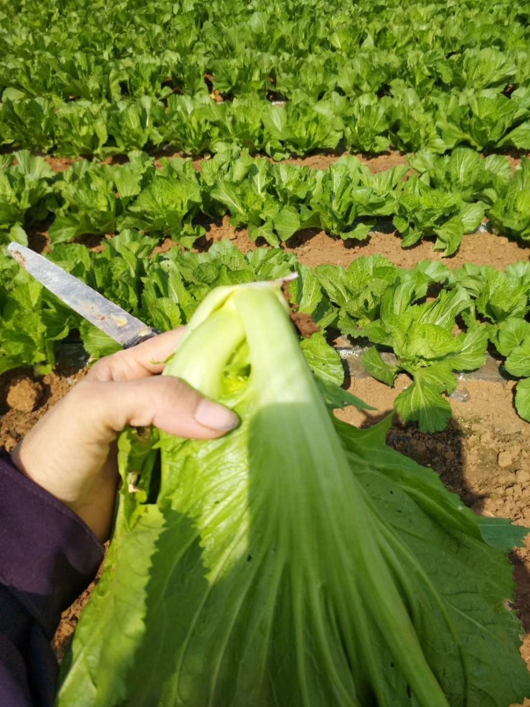 广西新鲜芥菜大叶青菜新鲜蔬菜腌制酸菜鱼大苦菜现摘冲菜11月13日发完