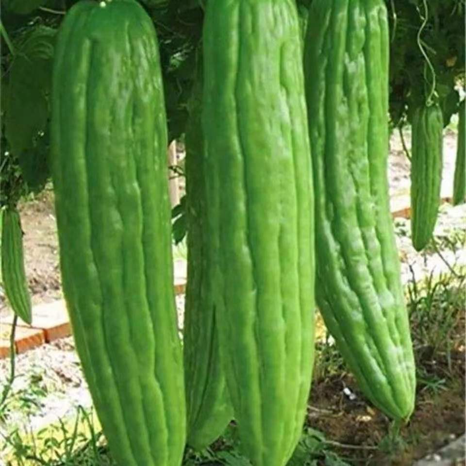 48小时发货苦瓜高产早熟白绿苦瓜种籽大肉苦瓜四季庭院阳台蔬菜批发四