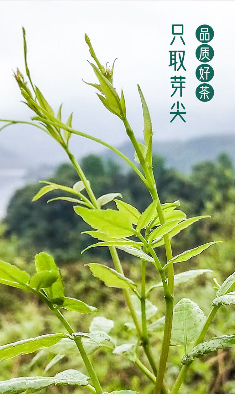 张家界野生莓茶 土家甘露茶 龙须嫩芽尖霉茶 芽尖霉茶【1罐】60克