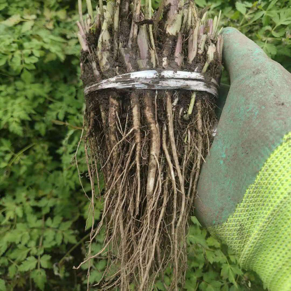 伟博当归苗岷县自产药材当归苗一根一元30根坏单包赔送运费险 当归苗