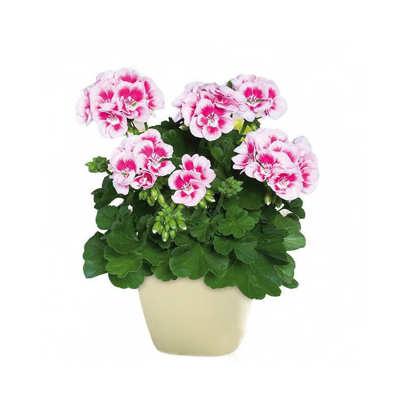 白飞溅天竺葵盆栽白飞溅天竺葵盆栽白飞溅天竺葵盆栽白飞溅天竺葵 19.