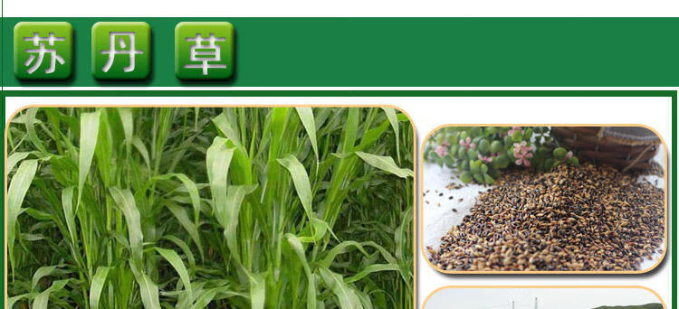 紫花苜蓿草籽菊苣草甜象草苏丹草玉米 杂交狼尾草种子一斤【图片 价格