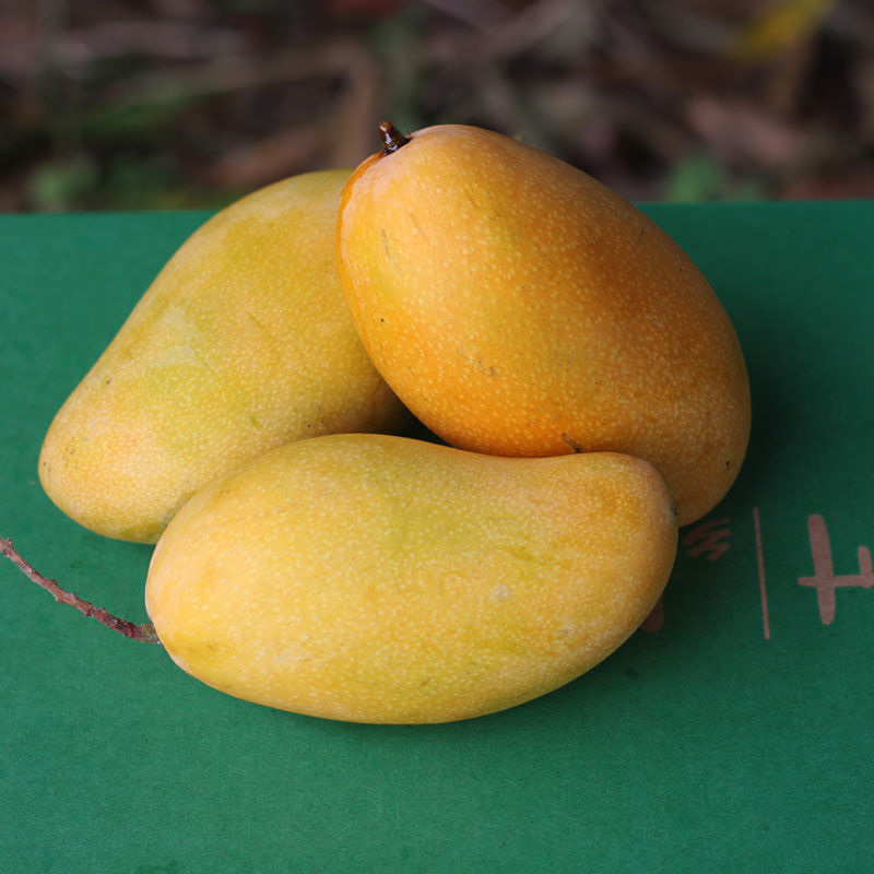 【精选生鲜】海南应季金煌芒现摘水仙芒新鲜大芒果热带水果整箱水仙芒