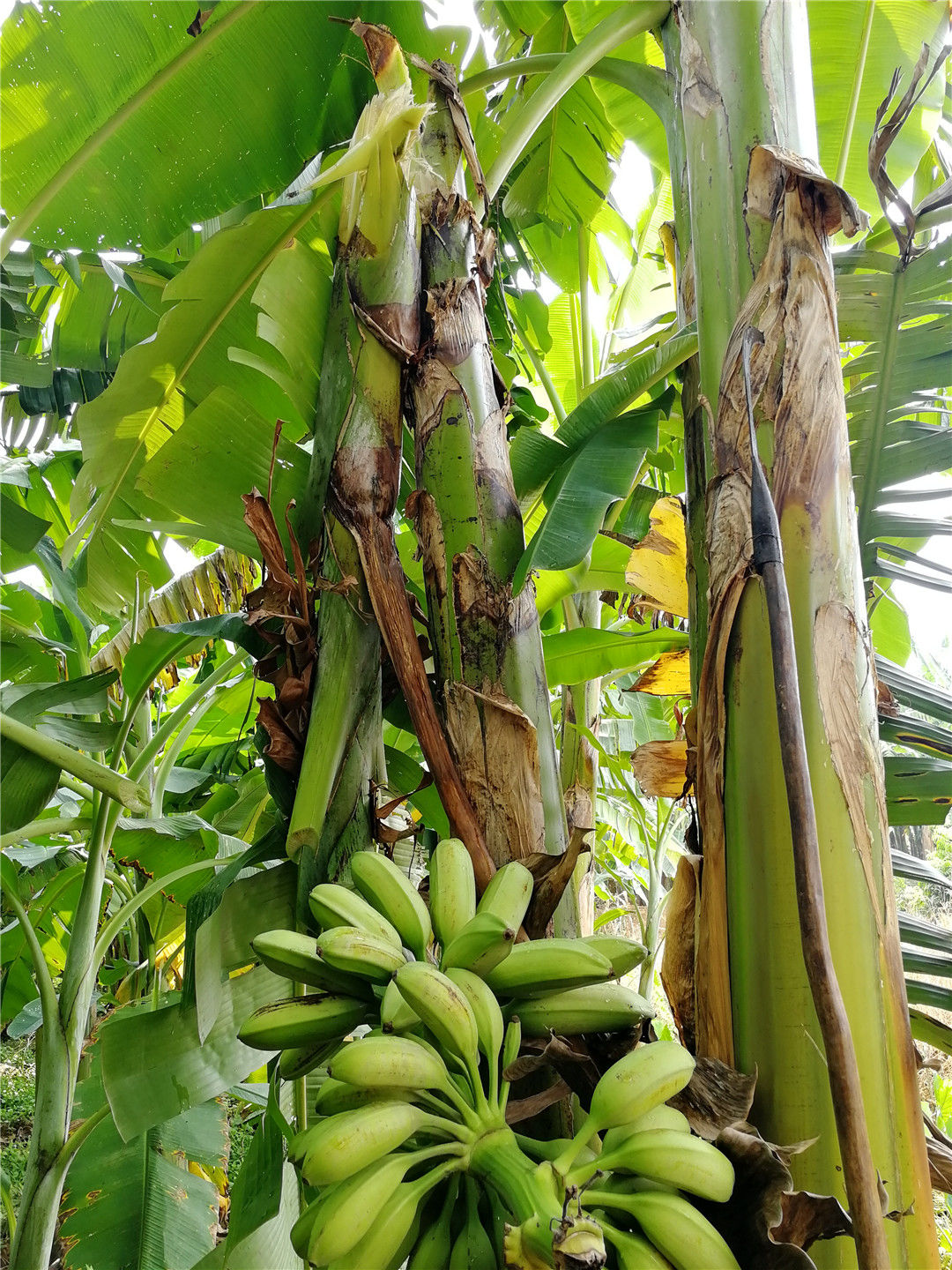 廣西新鮮芭蕉牛蕉大蕉大芭蕉板蕉banana牛角蕉青香蕉5斤淨重