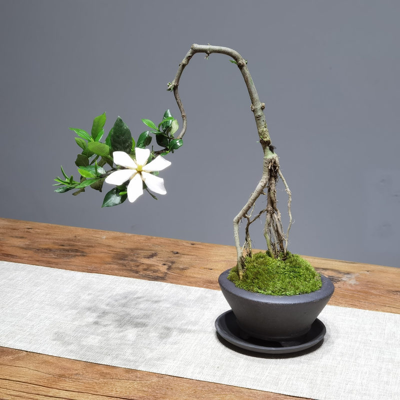 造型提根文人栀子花中式禅意盆景室内办公桌茶室四季常青盆栽绿植