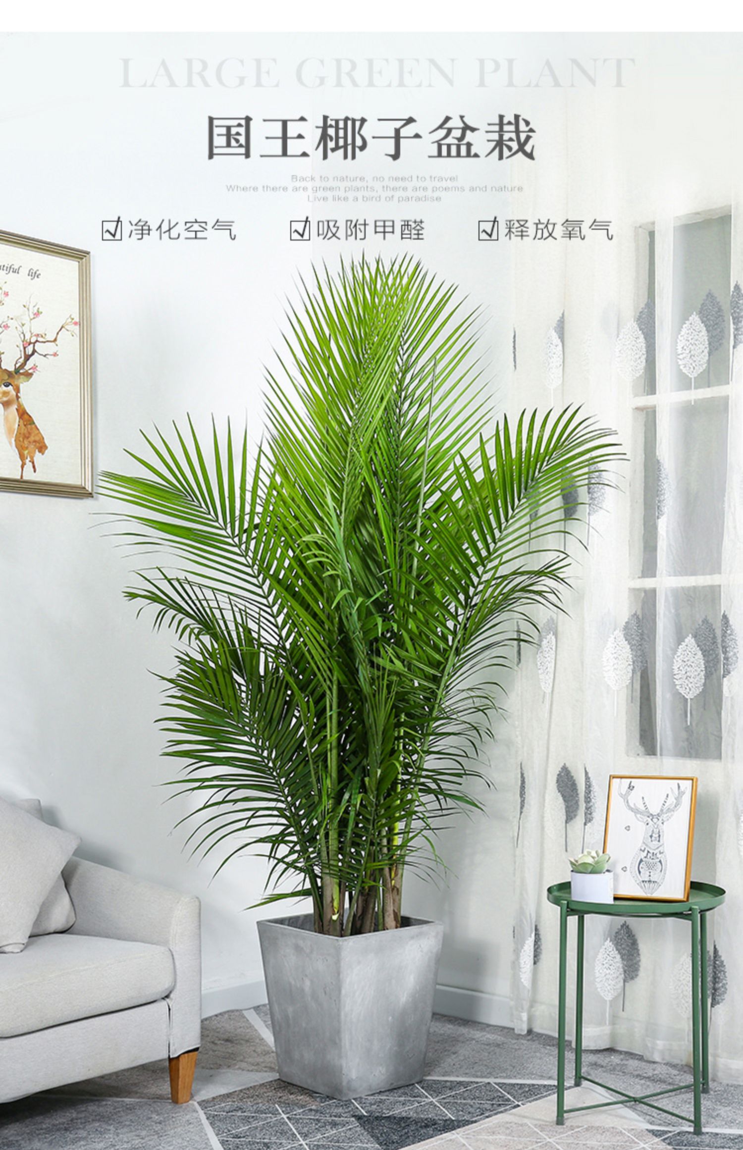 麦桑荷国王椰子盆栽散尾葵室内办公室客厅大型植物净化空气除甲醛绿植