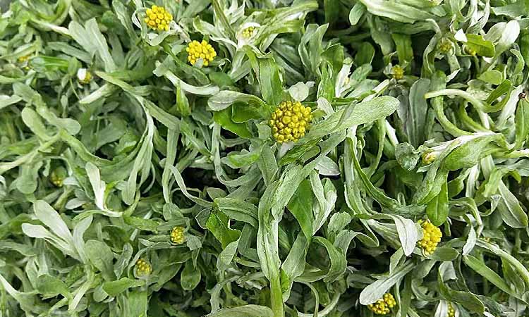 温岭糯米青叶甜圆青圆黑豇豆沙青明果地梅青团台州小吃6个6个甜青圆