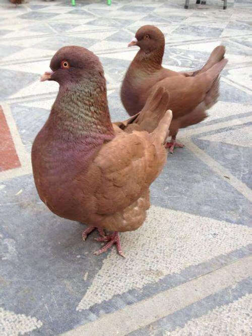 活体纯种元宝鸽子大体元宝鸽观赏鸽公斤巨型元宝种鸽成