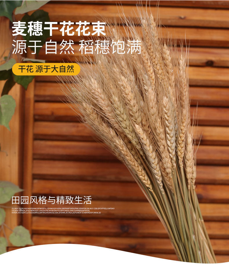 园艺干花小麦天然麦穗开业花篮田园装饰礼品拍摄道具小麦干花真花插花
