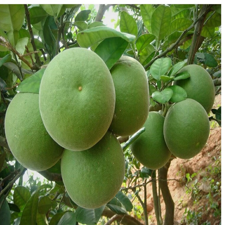 化州橘红果苗 化州药用特产 桔红树苗 橘红嫁接苗结 黄龙化橘红3年苗