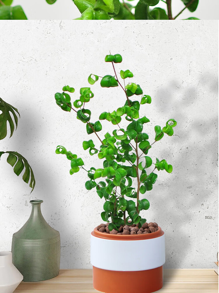 卷叶榕卷福盆栽日系室内阳台好养四季常绿北欧风奇异可爱趣味绿植 卷