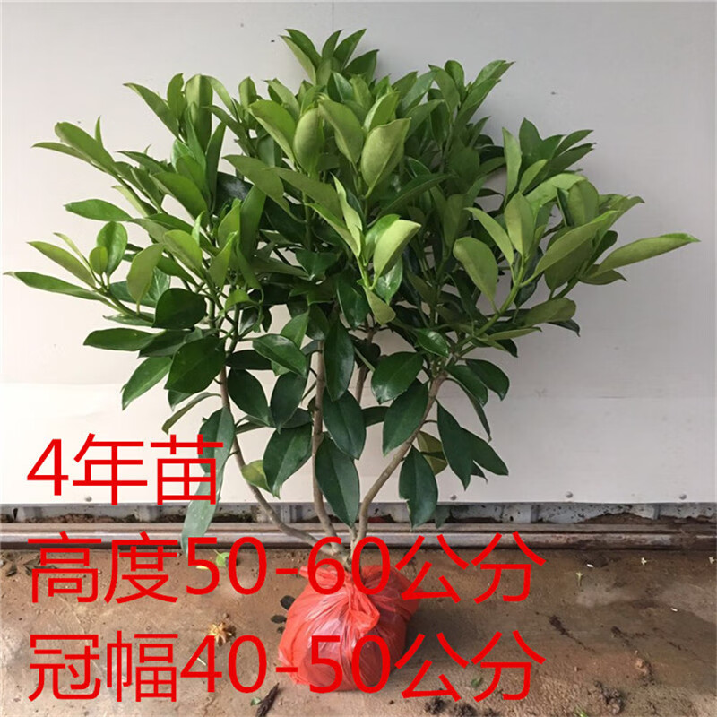 非洲茉莉花苗庭院園林綠化綠植灰莉木家庭觀葉盆栽4年苗6070釐米高不