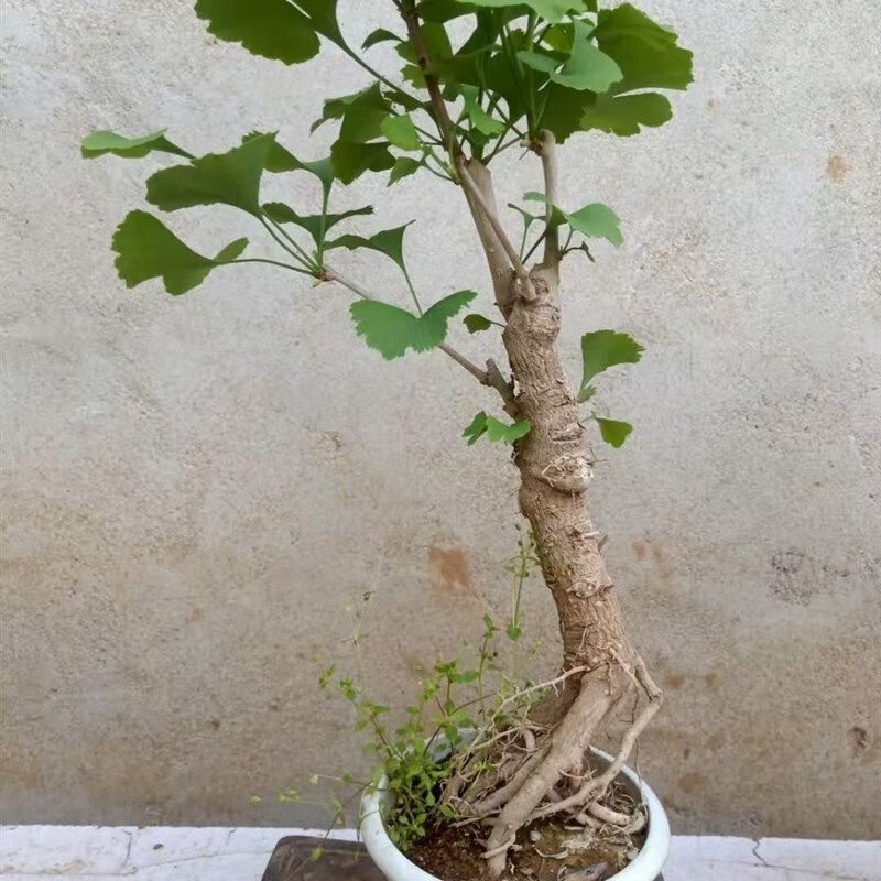 涞思芊品质保证银杏盆景树桩盆栽老桩中小型绿植树苗l盆景微型小桩