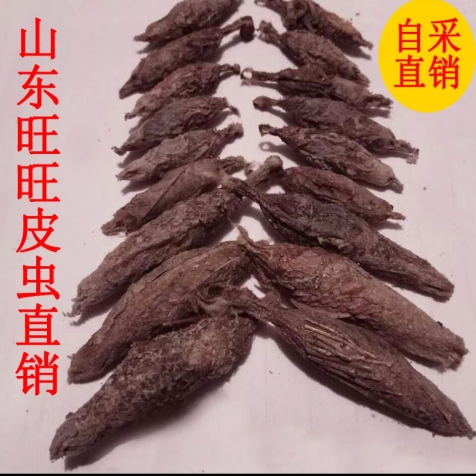 伟博2021年新皮虫小黄虫大皮虫活体皮虫皮虫八哥画眉鸟食 中皮虫100g