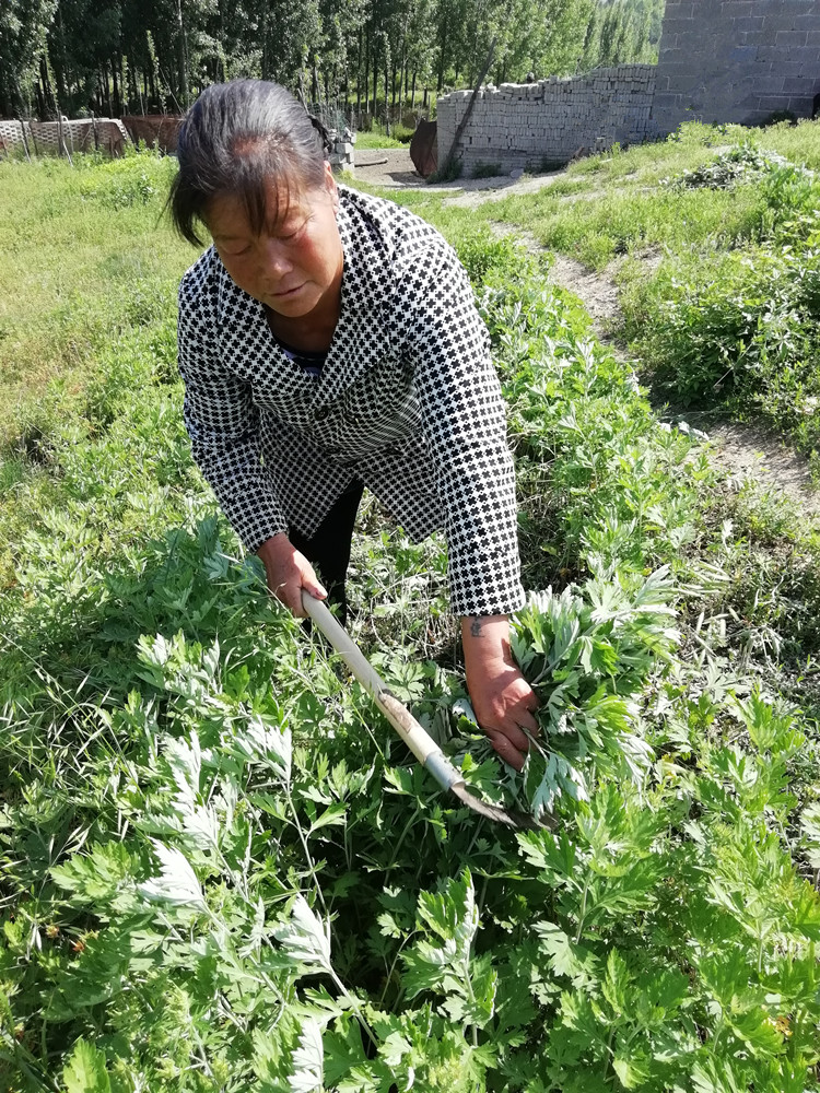 三年陈艾草叶家用野生干艾叶宝宝洗澡艾草泡脚坐月子洗头产后洗澡三年