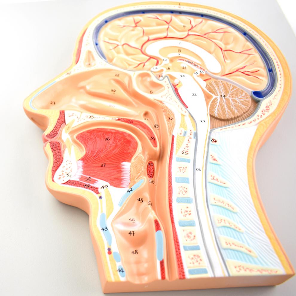 头颅矢状位解剖图图片