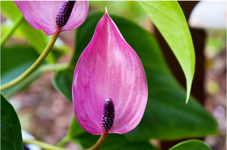 花苗紫掌香妃齐祖盆栽带花苞室内高档花卉耐阴耐热多年生 感悟 带盆栽