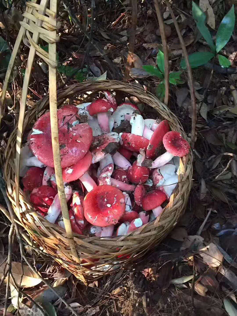 淡紫红菇图片