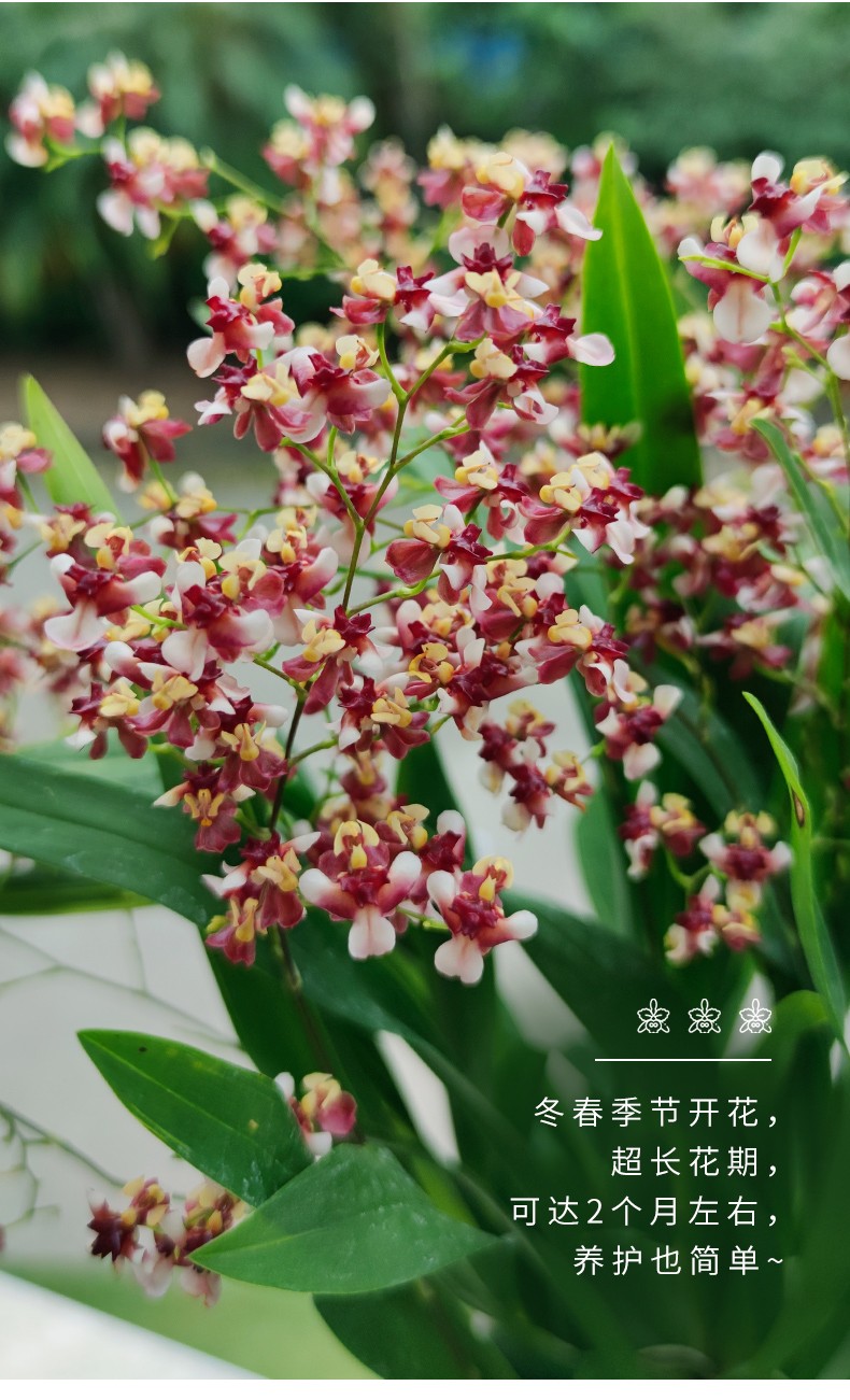 boussac文心兰水培文心兰盆栽含盆带花苞梦香兰迷你室内观花兰花卉