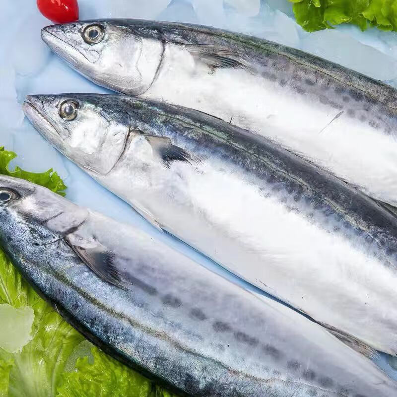 适用于新鲜鲅鱼马鲛鱼块燕尾鲅鲜活冷冻海鱼饺子馅鱼类海鲜大鲅鱼段