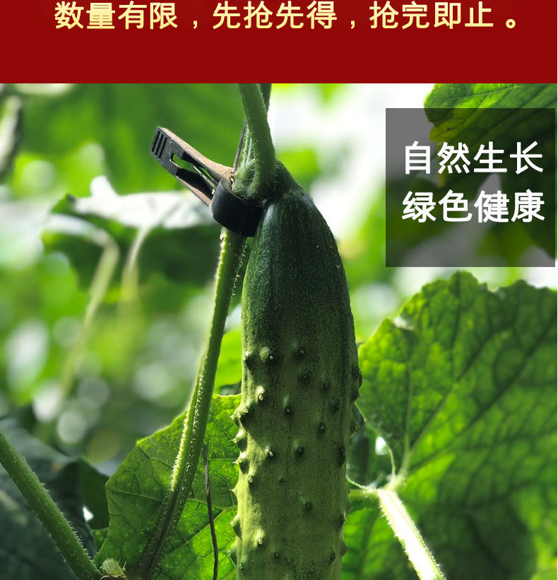 精选果蔬东北旱黄瓜新鲜小青瓜水果蔬菜绿黄瓜带刺脆皮荷兰水果小黄瓜