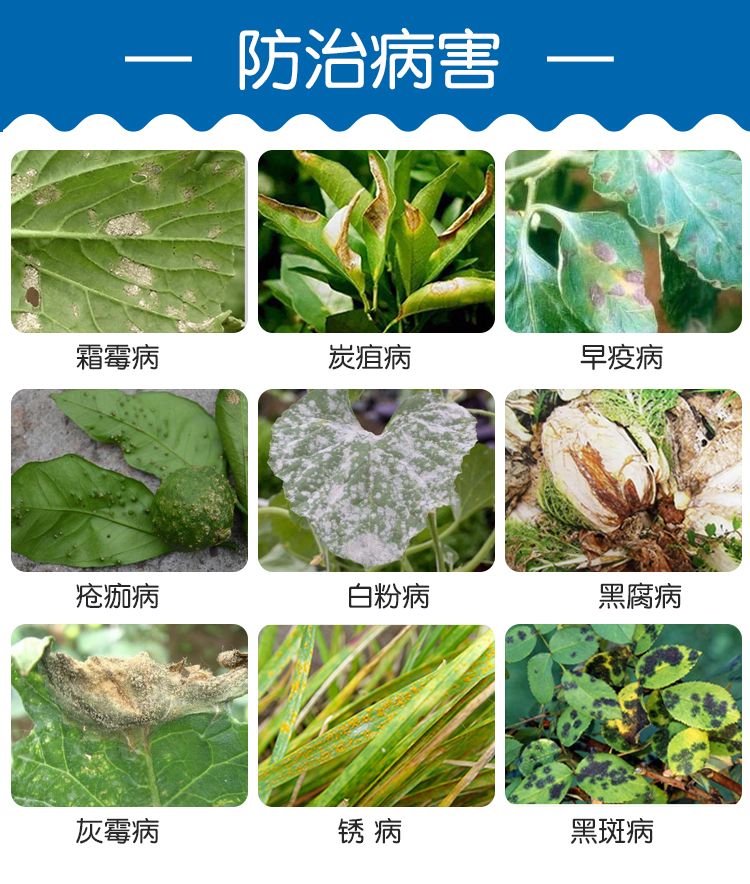 50多菌灵月季花卉白粉病稻瘟病纹枯病叶斑病赤霉病农药剂1000g