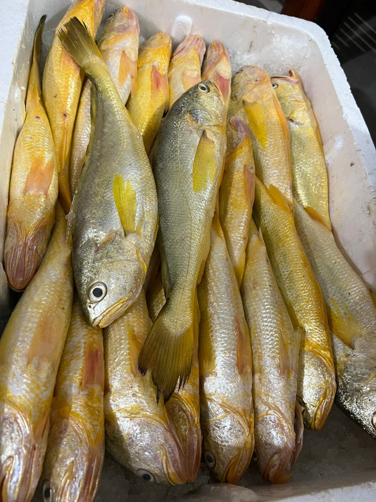 正宗海捕海钓纯野大黄鱼黄花鱼年货不野包赔深水大黄鱼新鲜海鲜东海