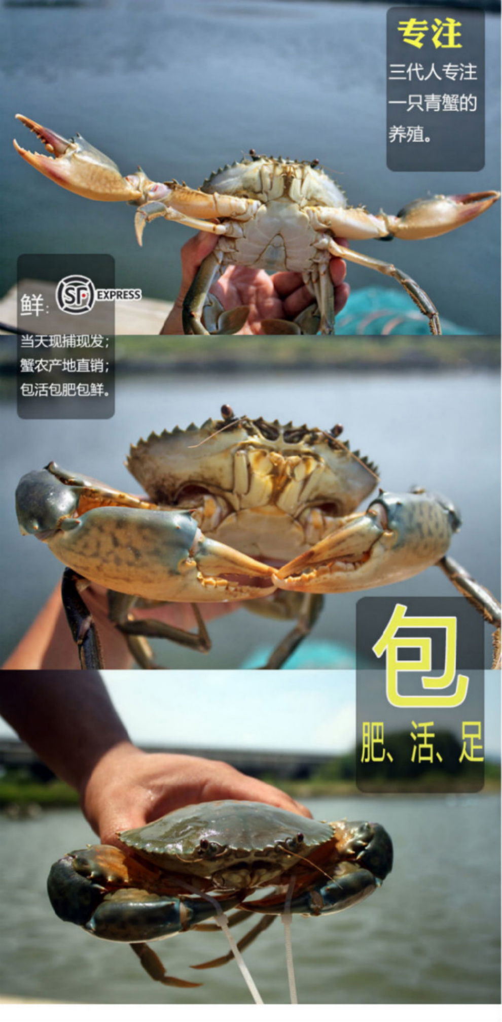 活蟹碧浔泽畔旗舰店鲜活青蟹特大膏蟹肉蟹精选生鲜活