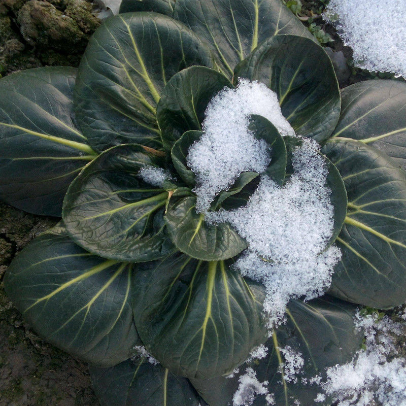 耐寒0下20度黑菜种子土菜四季易种黑油白菜秋季播种耐寒高产2袋2袋