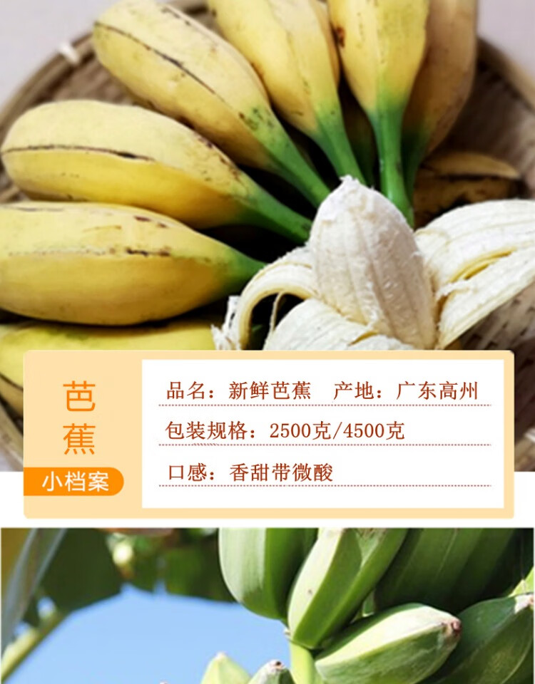 顺丰新鲜芭蕉广东香蕉水果当季现摘粉蕉自然熟整箱2500g