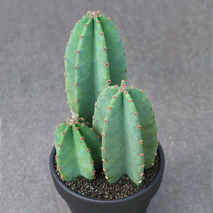 龙神木仙人柱量天尺室内仙人掌仙人球好养绿植花卉盆栽多肉 嘉瑰 【两