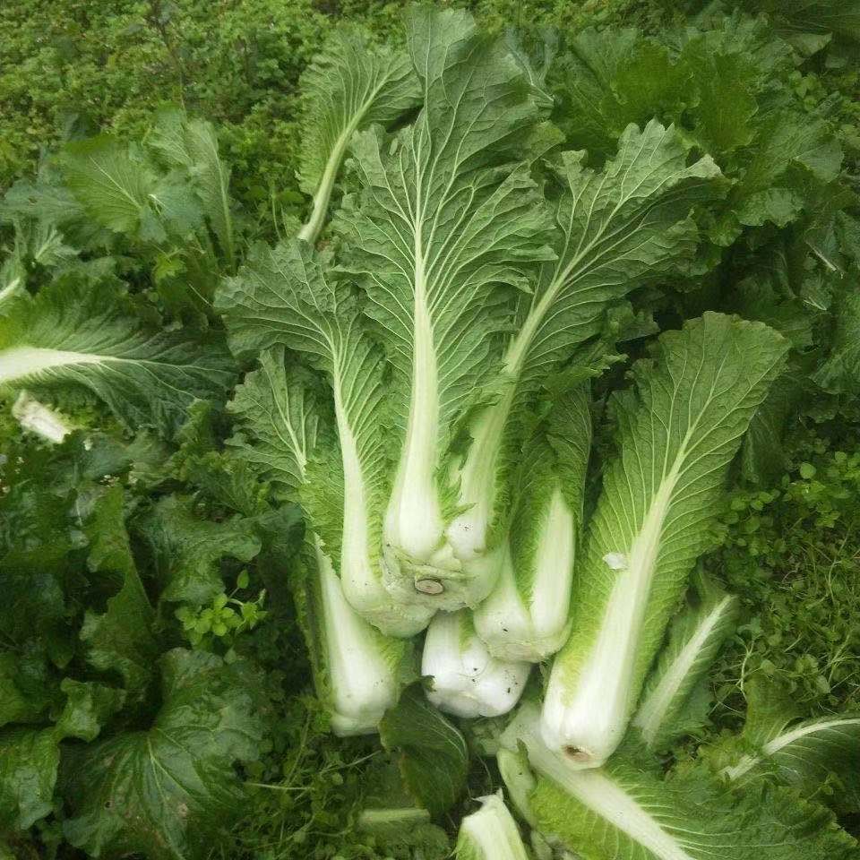 现拔现发天津青麻叶大绿白菜农家露天种植高帮整颗新鲜蔬菜小青帮白菜