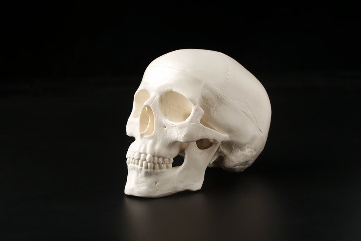 2021美术医学仿真骷髅人头颅骨模型骨解剖标本彩色分区骨 11 彩色头颅