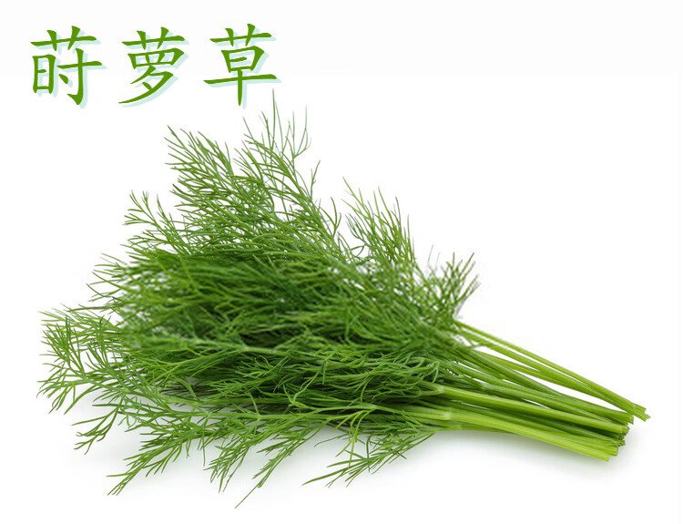 恬女神 新鲜莳萝草dill洋茴香香草水产调味煎三文鱼西餐香料酒店食用 