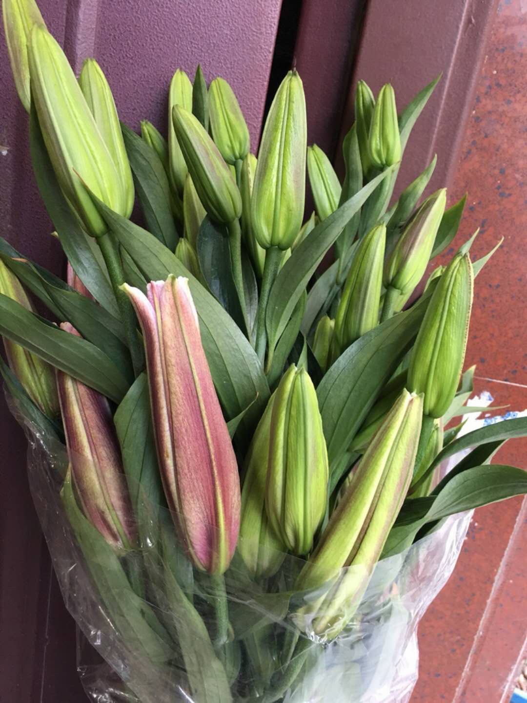 卡瓦纳梯伯马龙百合鲜切花家庭办公室内插花云南昆明鲜花基地直发s