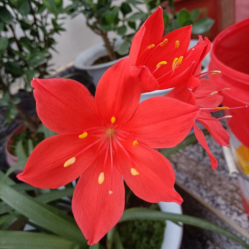 紫根兰 开花球乔治百合好养活室内室外阳台庭院盆栽好养 球径1cm