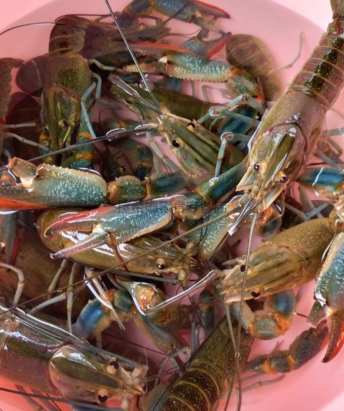 预售自养鲜活澳洲淡水小龙虾鲜活冷冻广东地区专拍每只一两到一两半2