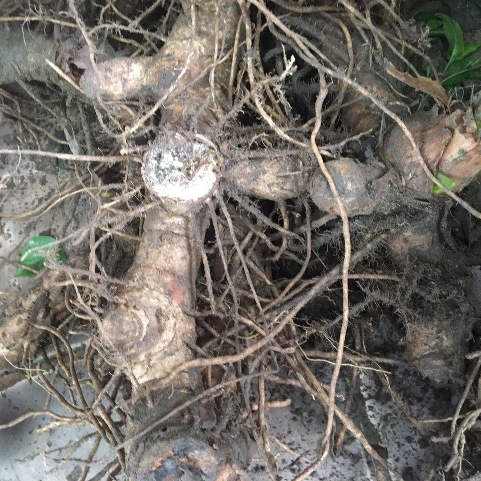 新鲜闭鞘姜 白石笋 广商陆 水蕉花樟柳头姜块 现采现发 500g【图片