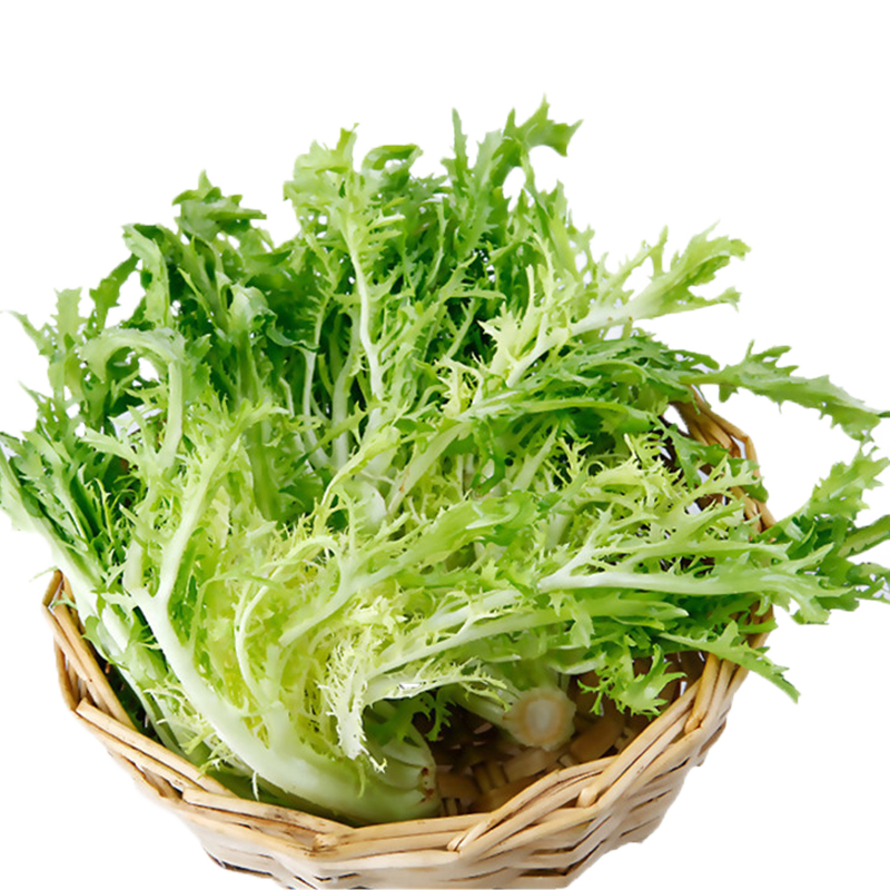 新鲜苦叶苦菊23斤当季新鲜生菜狗牙生菜九芽沙拉蔬菜3斤