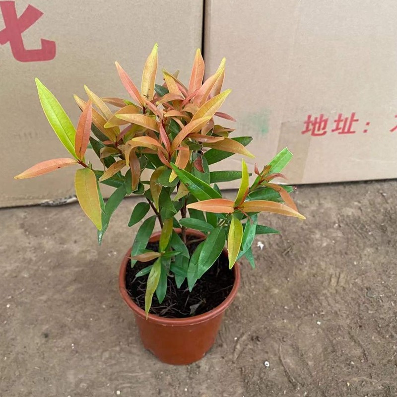 红车树红鳞蒲桃花卉盆栽四季常青水培土培室内盆栽桌摆阳台客厅红车