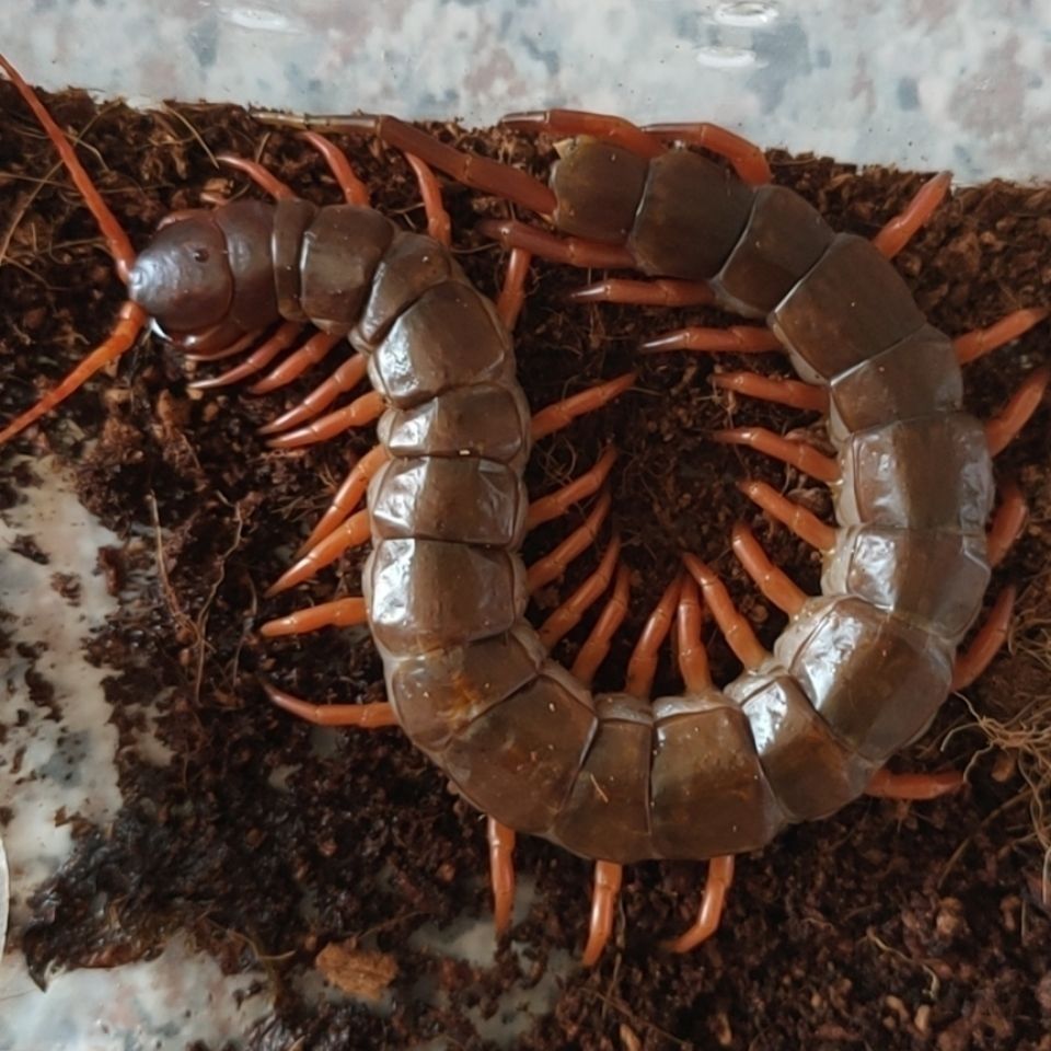 荣郁海南间脚泰国红龙越南巨人少棘多棘宠物异宠爬宠爬虫蜈蚣活体霸气