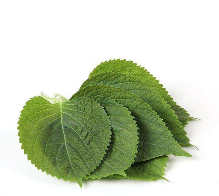 绿苏子种籽 绿苏种子 绿苏叶种籽 草本中药材中草药