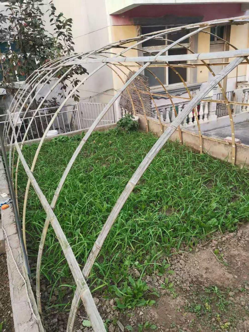 麦桑荷竹片竹条菜棚架子蔬菜大棚菜棚小拱棚竹坯子毛竹片隔断骨架竹子