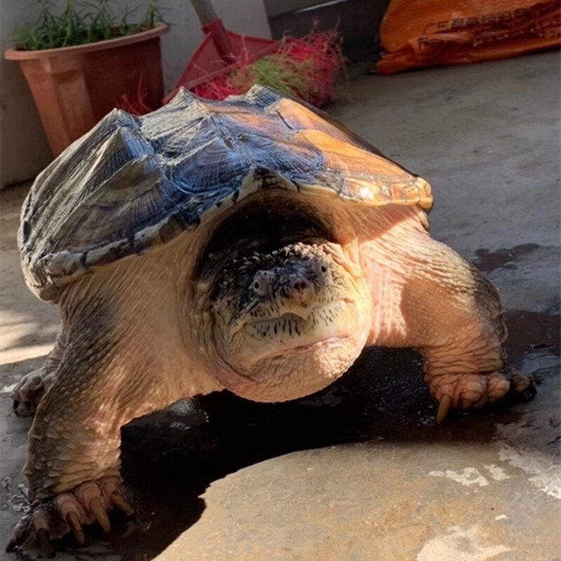 食用鳄鱼龟北美杂佛鳄鱼龟宠物乌龟种龟特大型煲汤肉龟活体外塘龟 5-6