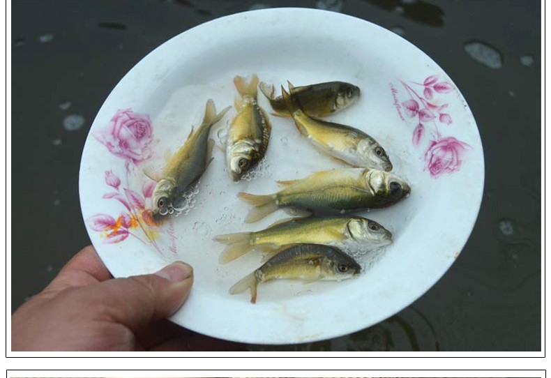 裸鲤鱼苗淡水养殖无甲鲤鱼苗活体三道鳞活鱼镇有心意好养耐活德国镜鲤